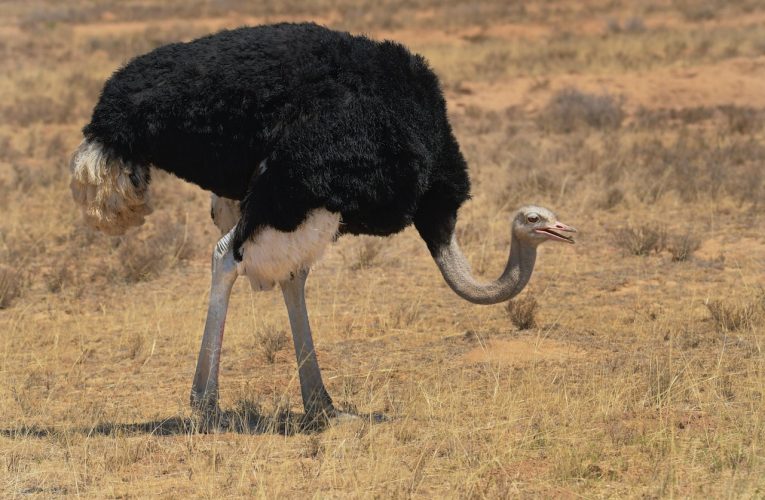 Focus on quality at the 19th Annual Ostrich Auction supports growth and jobs
