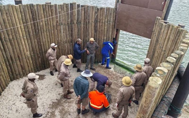 Cape hippo finds a new home in Plett