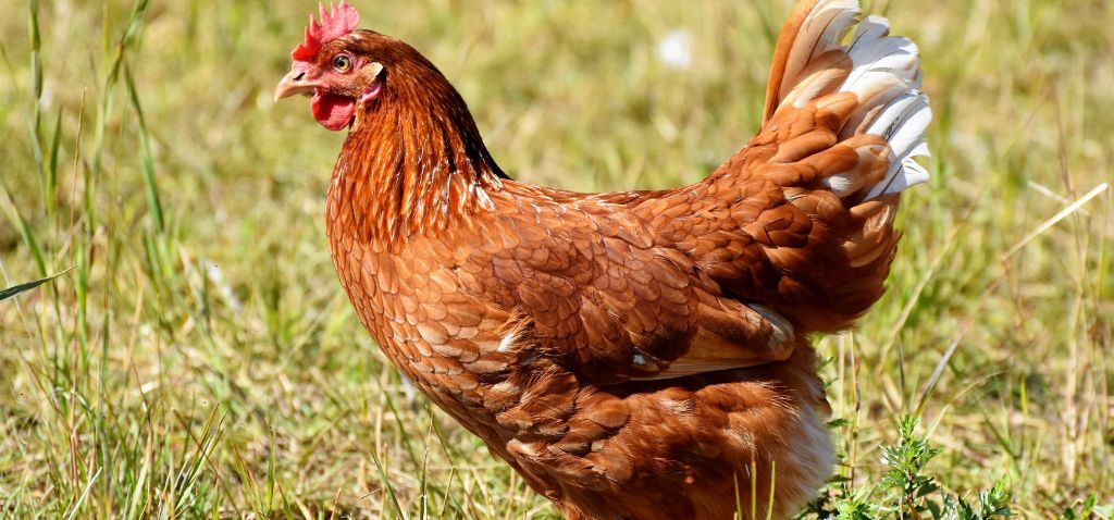 Bird Flu Detected in Western Cape – Public Urged to Stay Alert