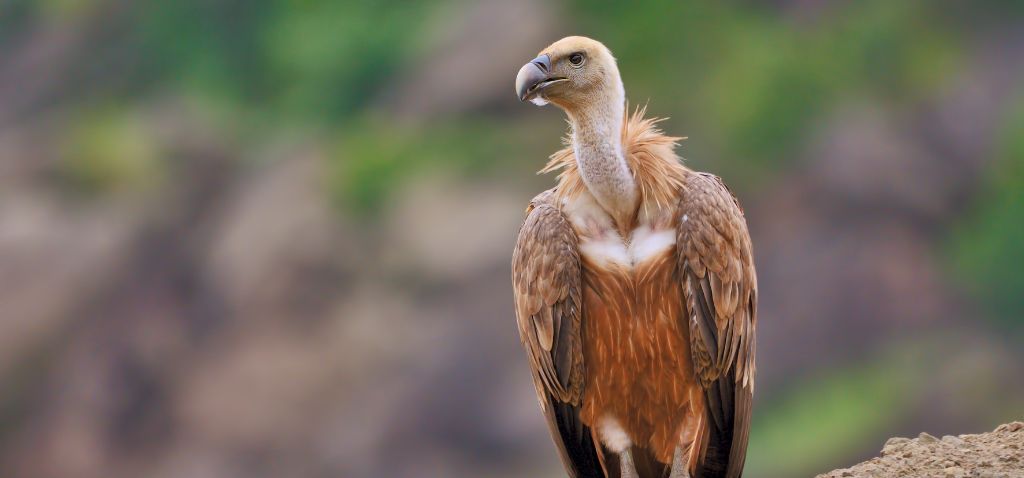 Government committed to vulture conservation