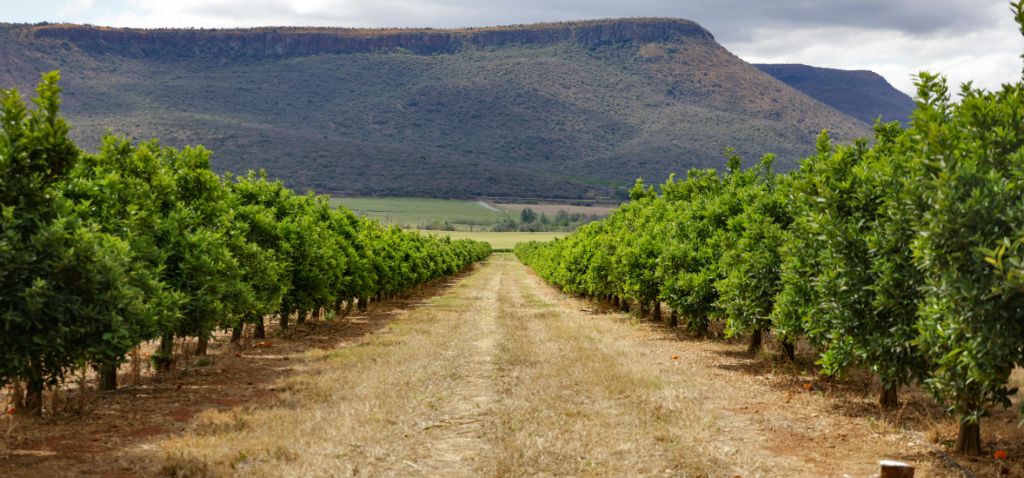 Western Cape tourism, wine industries shine on the global stage