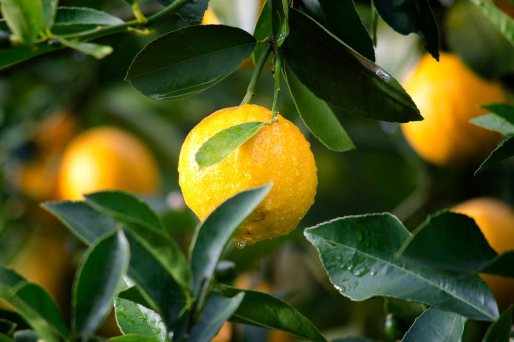 SA citrus exports hit record 203 million cartons in 2025