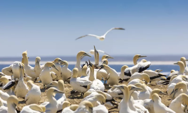 Over 43 000 Cape Gannets on Lambert’s Bay Bird Island this breeding season