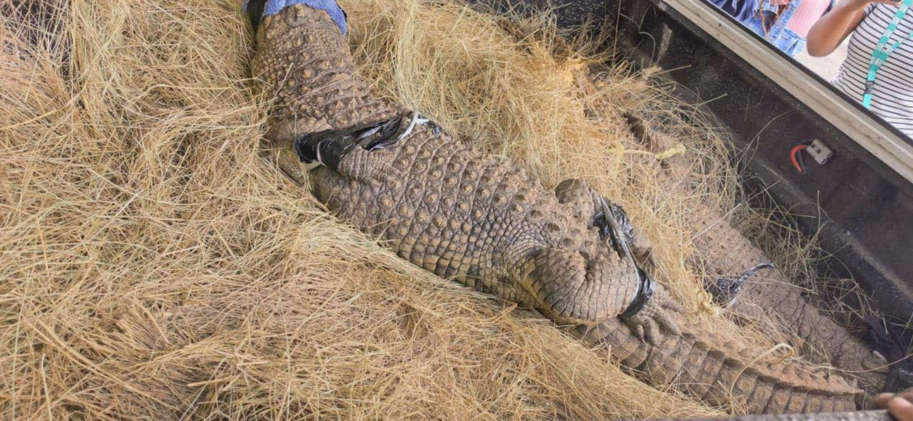 Live crocodiles seized from Gauteng residence