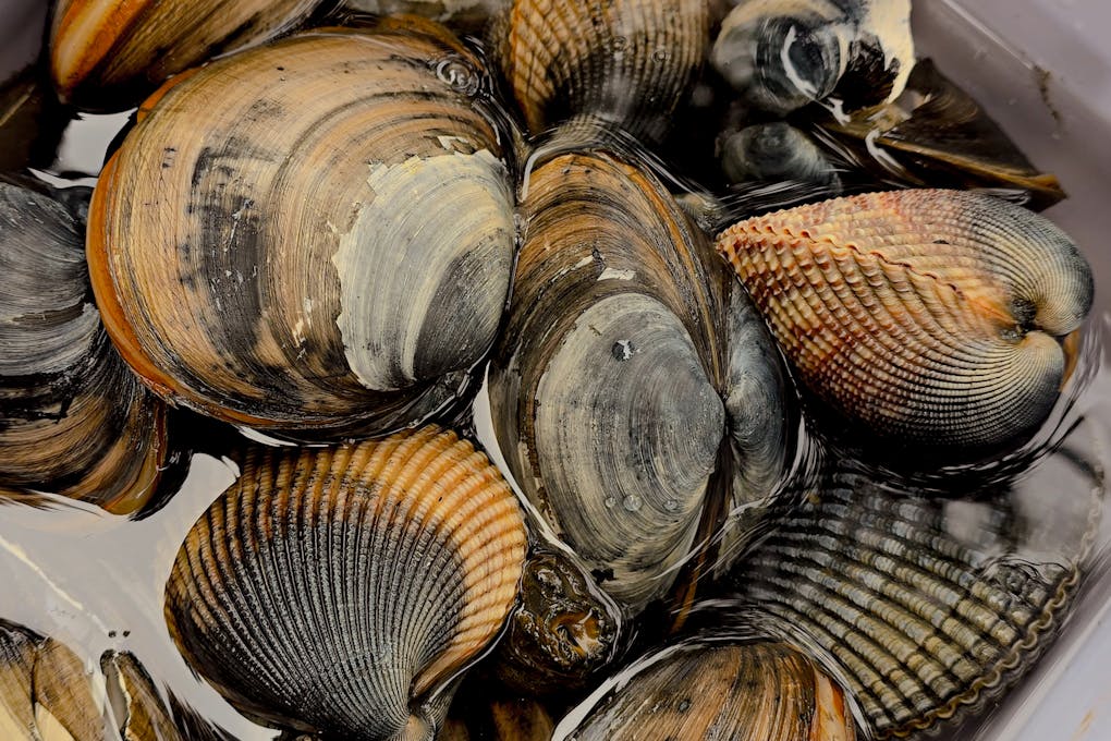 Public warned not to eat wild shellfish from Saldanha Bay