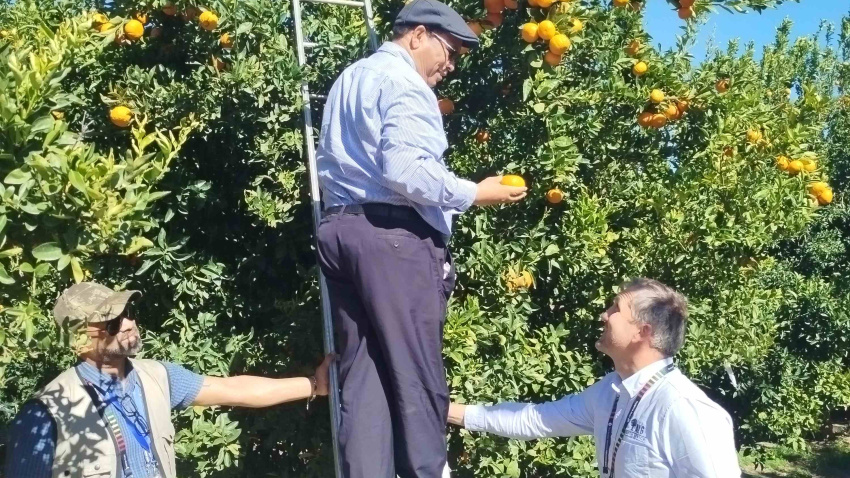 Annual Citrus Day Celebrating South Africa’s Citrus Success